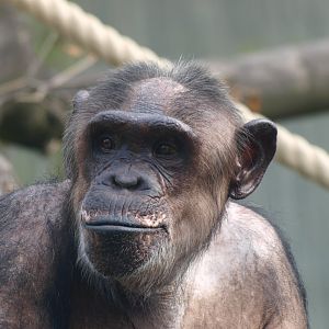 Chimpanzee (Pan troglodytes)