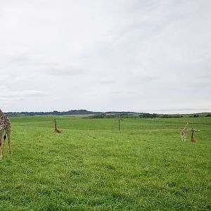 Sep. 2018 - Reticulated + Masai Giraffe Exhibit