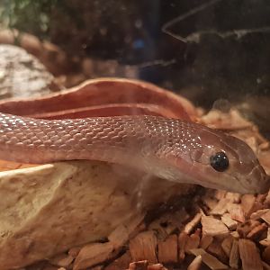 Rhamphiophis oxyrhynchus