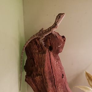 Pogona minor
