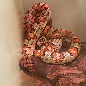 Lampropeltis thayeri