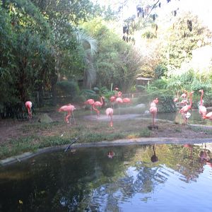 American flamingos