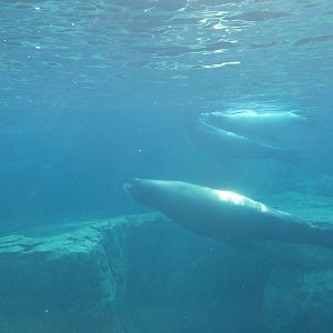 California sea lions