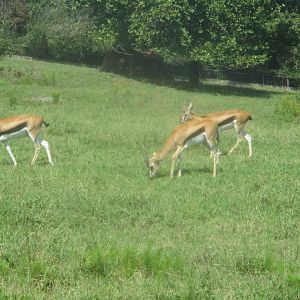 Thomson's gazelles