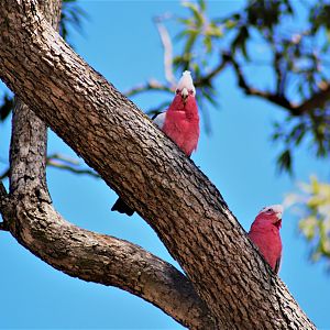 Galahs (Eolophus roseicapilla)
