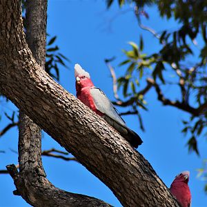 Galahs (Eolophus roseicapilla)
