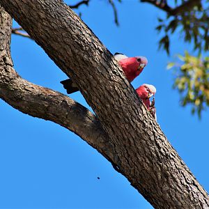 Galahs (Eolophus roseicapilla)