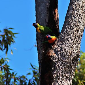 Rainbow Lorikeets (Trichoglossus moluccanus)