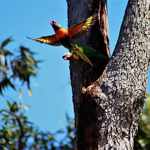 Rainbow Lorikeets (Trichoglossus moluccanus)