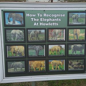Howletts' elephant herd