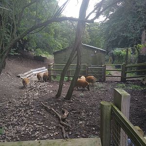 Red River Hog stable