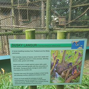 Dusky Langur signage