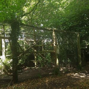 Clouded Leopard enclosure.