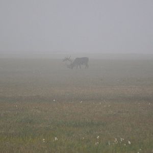 Caribou - Alaska