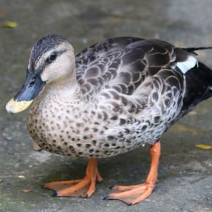 Spot-billed Duck