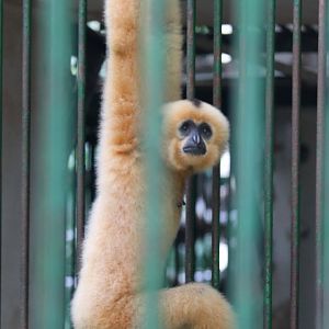 Buff-cheeked Gibbon
