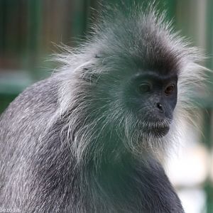 Annamese Silvered Langur
