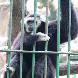 Pileated Gibbon