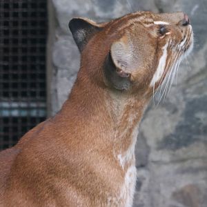 Asiatic Golden Cat