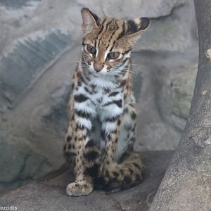 Leopard Cat