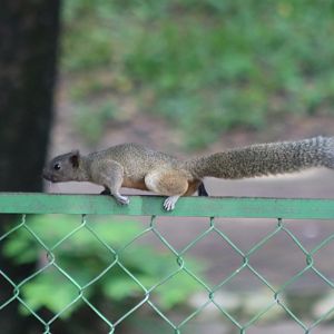 Wild Variable Squirrel