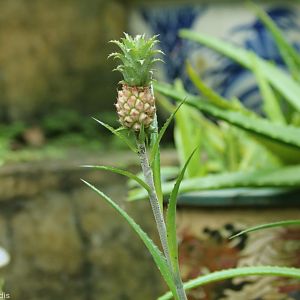 Tiny Pineapple