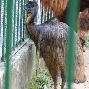 Northern Cassowary in Camel Enclosure