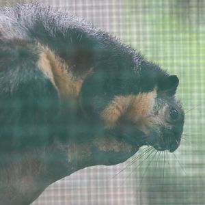 Condao Giant Squirrel