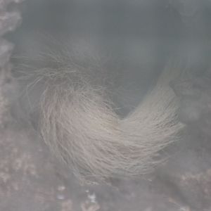 Burmese Ferret-badger Tail