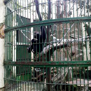 Pileated Gibbon Enclosure