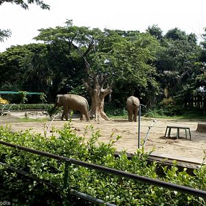 Elephant Enclosure
