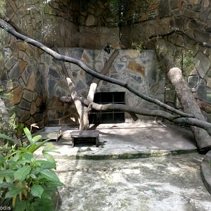 Palm Civet Enclosure