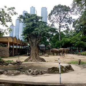 Elephant Enclosure