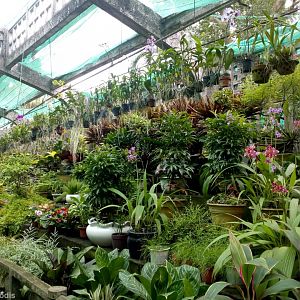 Orchid House