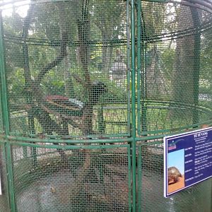Pangolin and Condao Giant Squirrel Enclosure
