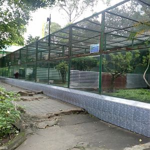 Crested Argus Aviaries