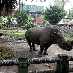 White Rhino Enclosure