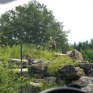 Alpine Ibex Enclosure at Haute-Touche, 14/06/18