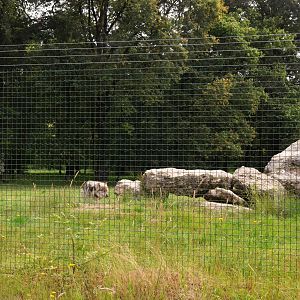 European Wolf Enclosure at Haute-Touche, 14/06/18