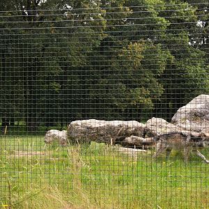 European Wolf Enclosure at Haute-Touche, 14/06/18