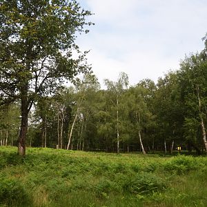 Red Deer Drive-through at Haute-Touche, 14/06/18