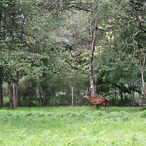 Red Deer Drive-through at Haute-Touche, 14/06/18