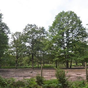Wild Boar Enclosure at Haute-Touche, 14/06/18