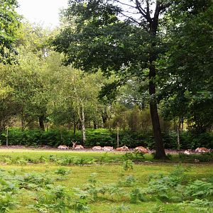 European Fallow Deer Drive-through at Haute-Touche, 14/06/18