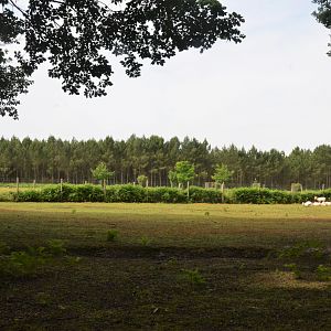 White Fallow Deer Drive-through at Haute-Touche, 14/06/18