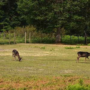 Black Fallow Deer Drive-through at Haute-Touche, 14/06/18
