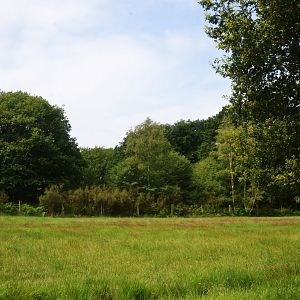 Roe Deer Drive-through at Haute-Touche, 14/06/18