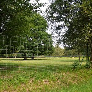 Formosan Sika Enclosure at Haute-Touche, 14/06/18