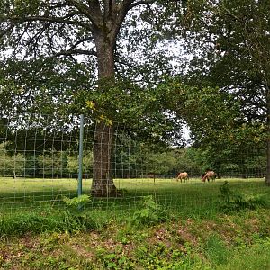Przewalski's Horse Enclosure at Haute-Touche, 14/06/18