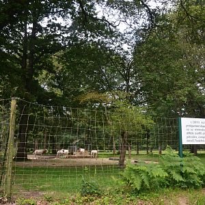 Scimitar-horned Oryx Enclosure at Haute-Touche, 14/06/18